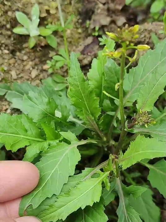 蔊菜又叫塘葛菜、野油菜,是一种自带独特鲜味的野菜,可以用来煲鲫鱼汤#科普#