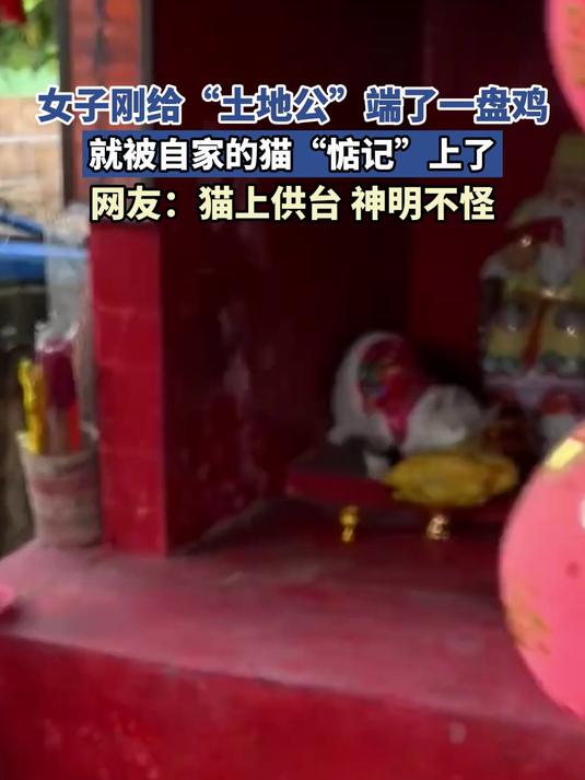 女子刚给“土地公”端了一盘鸡，就被自家的猫“惦记”上了
