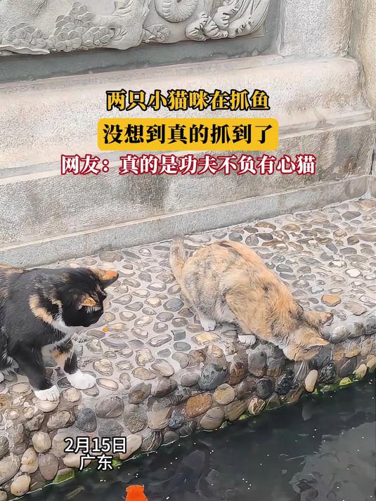 两只小猫咪在抓鱼,没想到真的抓到了