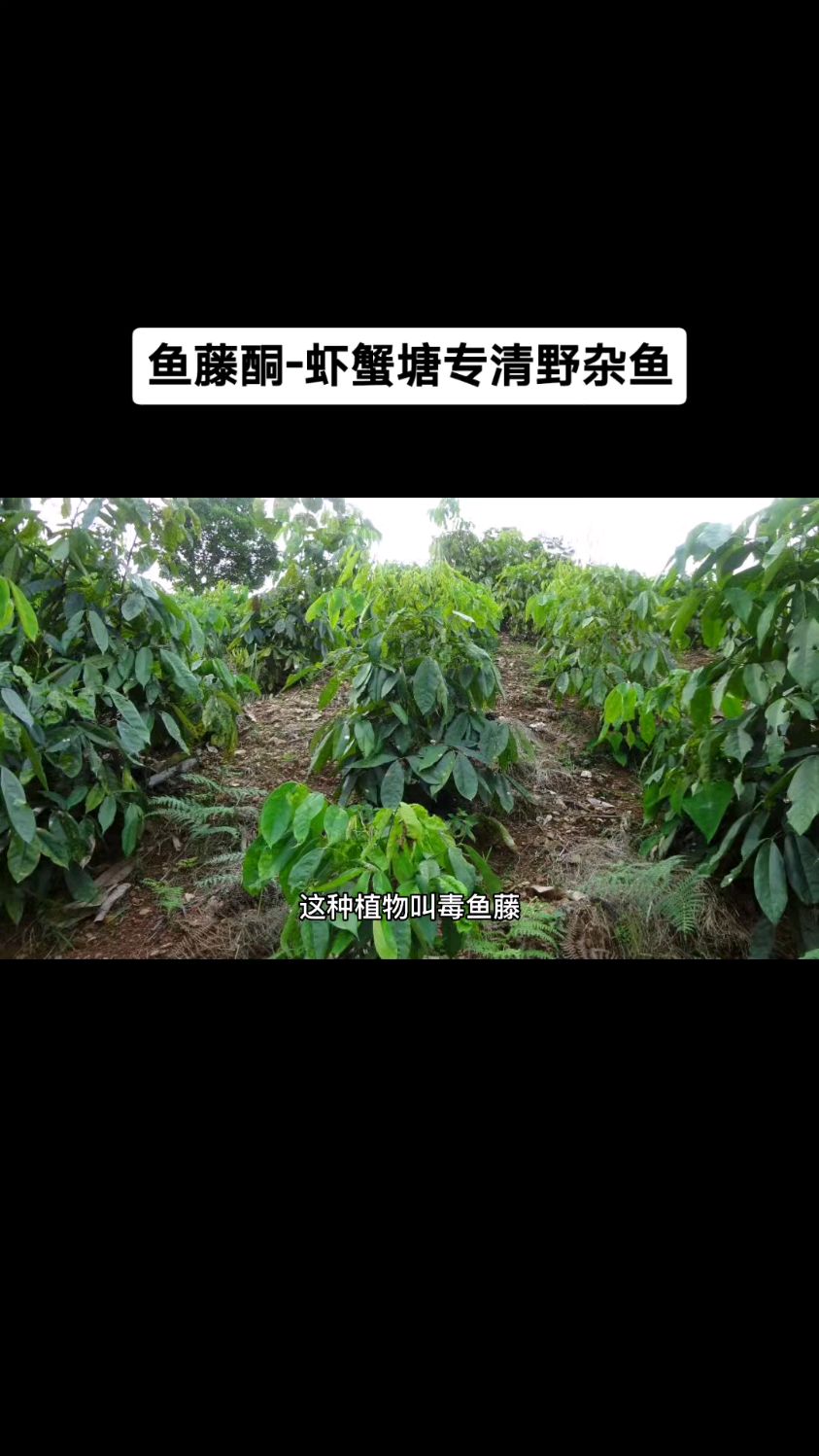 鱼藤根粉清理野杂鱼 不伤虾蟹