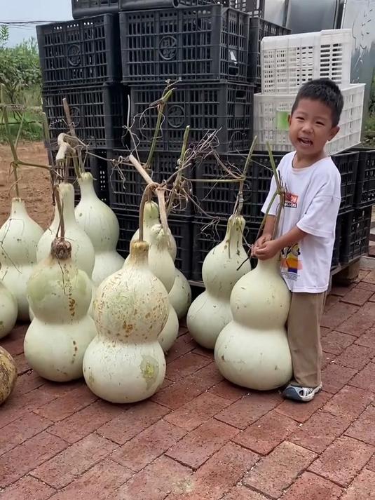 家里有小院的,种点这个巨型大葫芦吧