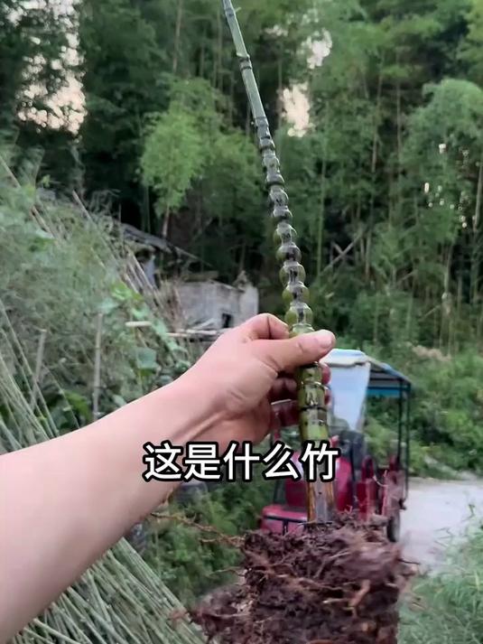 分享18种不同的竹子及价格，你都认识哪几种呀？