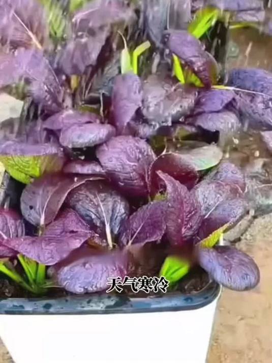 紫萝兰油菜种植超简单,好管理生长快,哪都能种