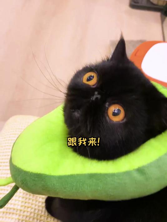我家猫变表情包了