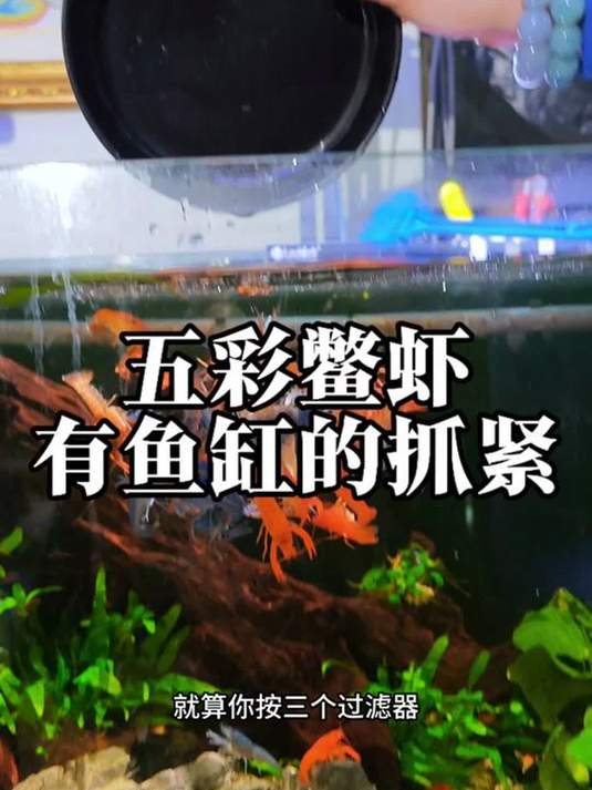 鱼缸清洁神器,五彩鳖虾超好用!好看好玩还好养!
