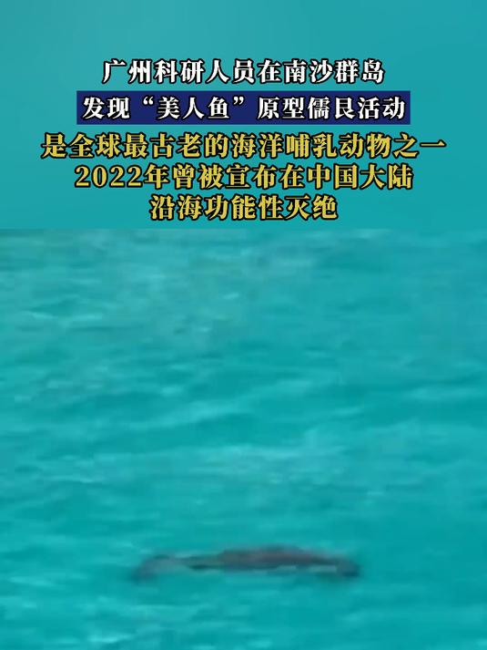 广州科研人员在南沙群岛，发现“美人鱼”原型儒艮活动