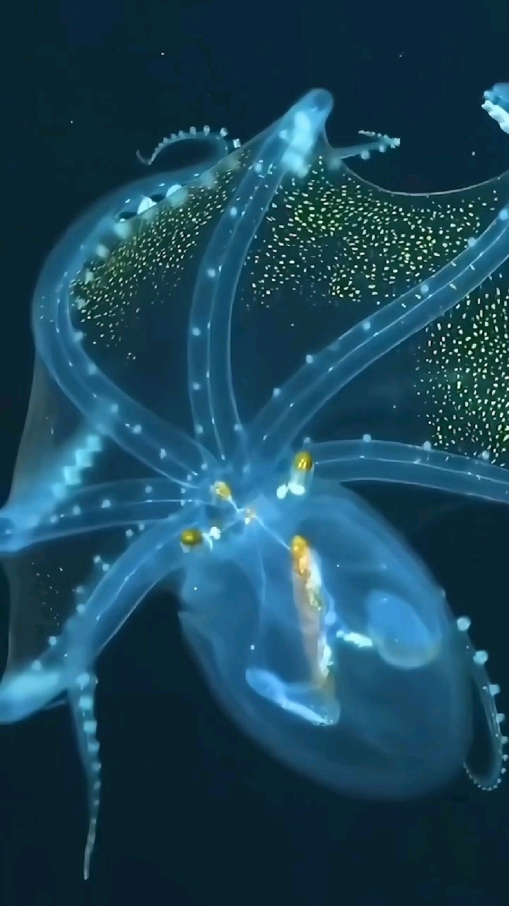罕见的玻璃章鱼,几乎全身透明,在深海拍到的