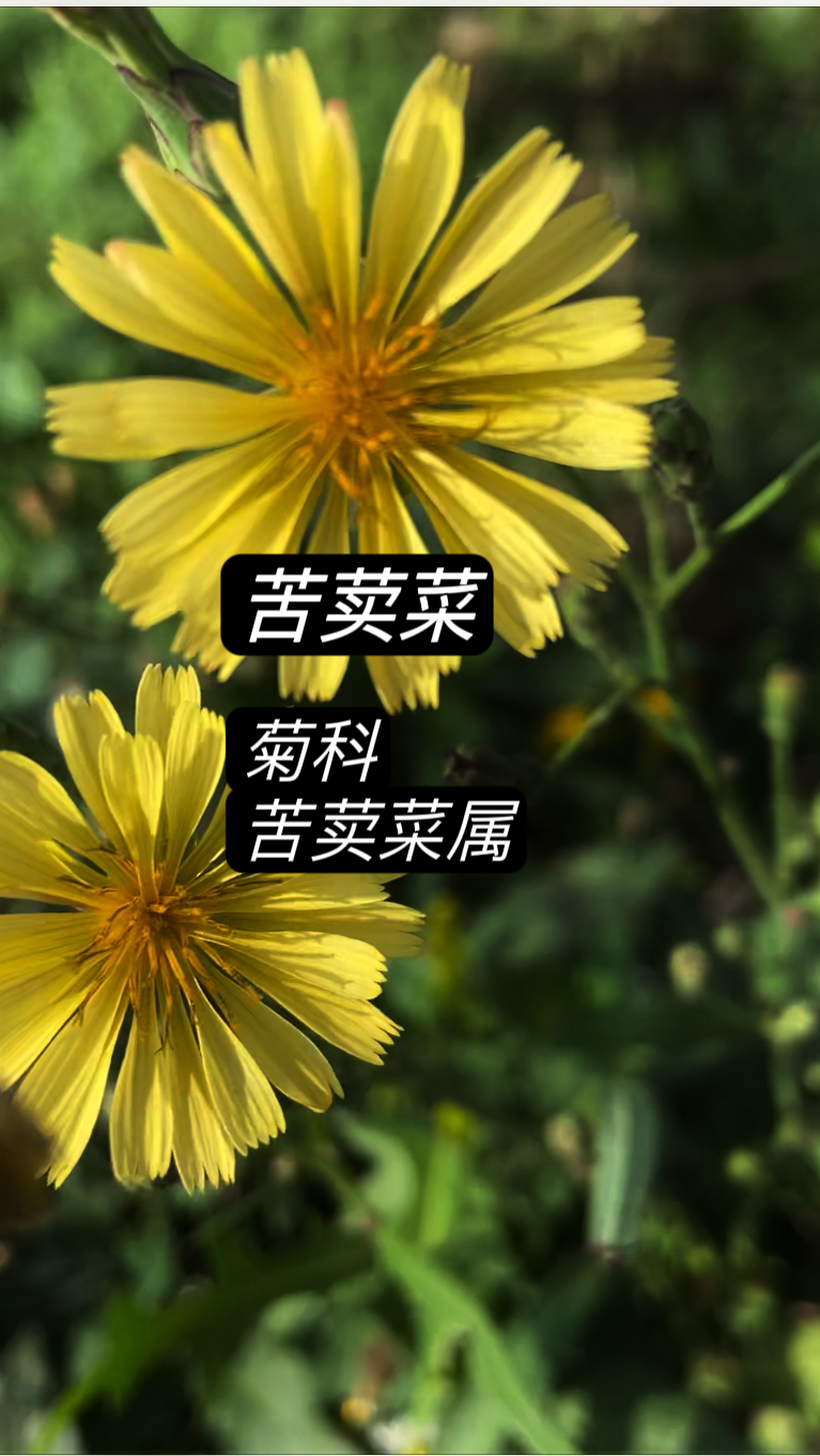 苦荬菜:关于野菊,只是一个统称。又一个长得和野菊一模一样的花有没有