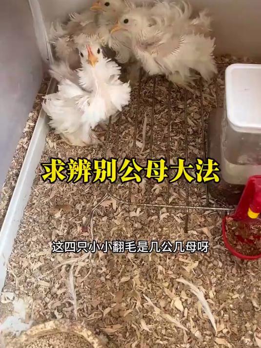 为什么有些鸡能很快认出公母，但是有些又不能呢，婆罗门也是