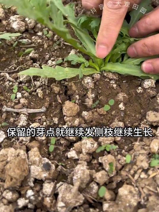 茼蒿种植,多茬采收 自己种的纯