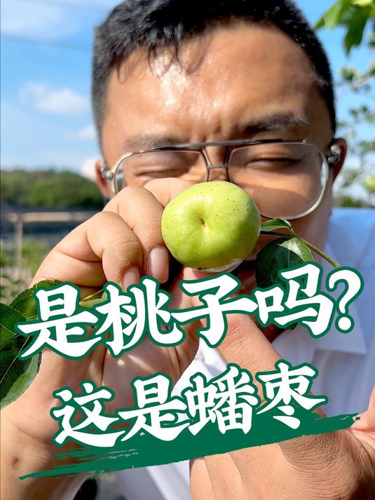 形似桃子的“蟠枣”,大多数都没种过、没吃过,新鲜不?