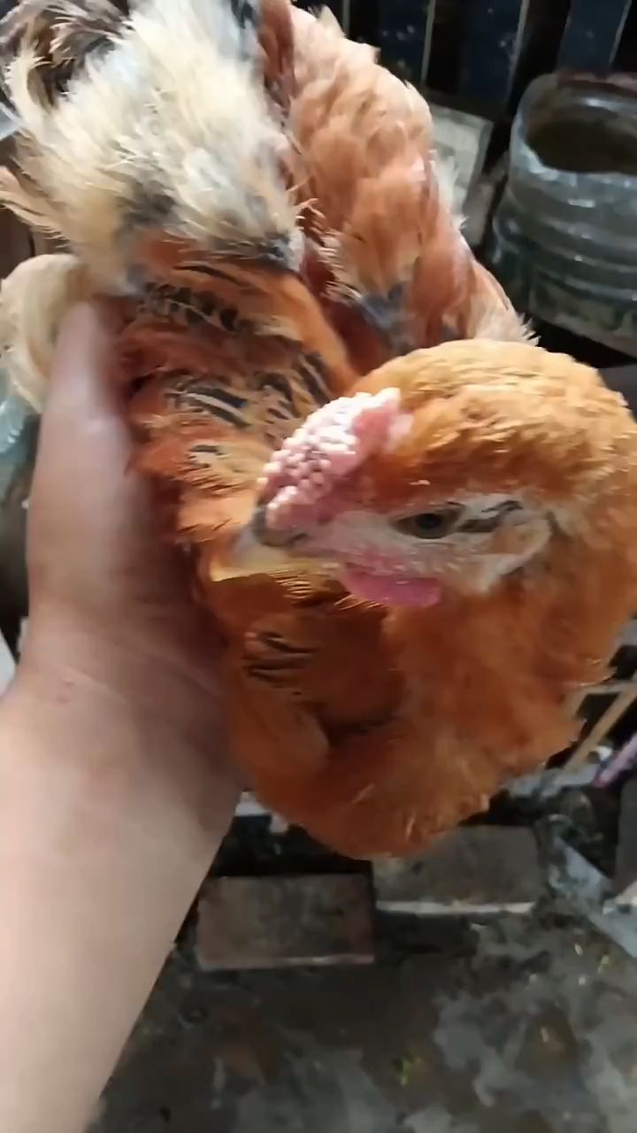 鸡长鸡痘就用痘立消,好用