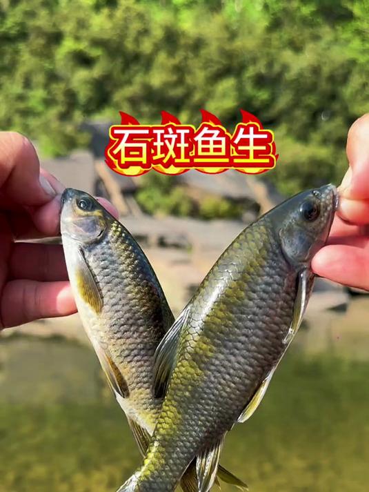 现钓现吃,溪石斑鱼生!石斑鱼 溪石斑 广东鱼生 鱼生做法 鱼生