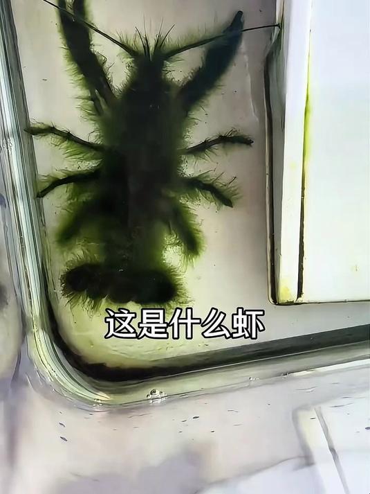 一口气带你认识25种虾的品种
