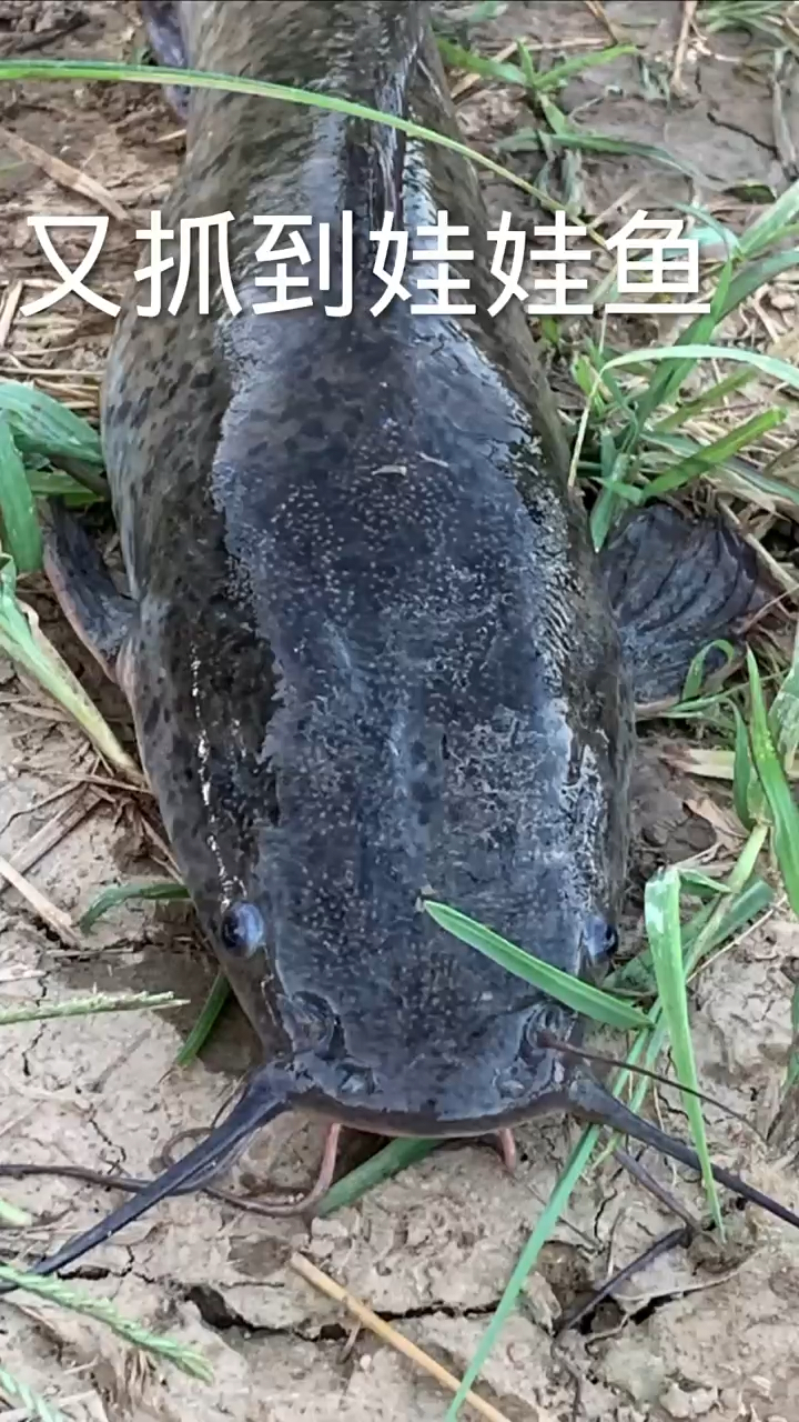 超大的黑鲶鱼