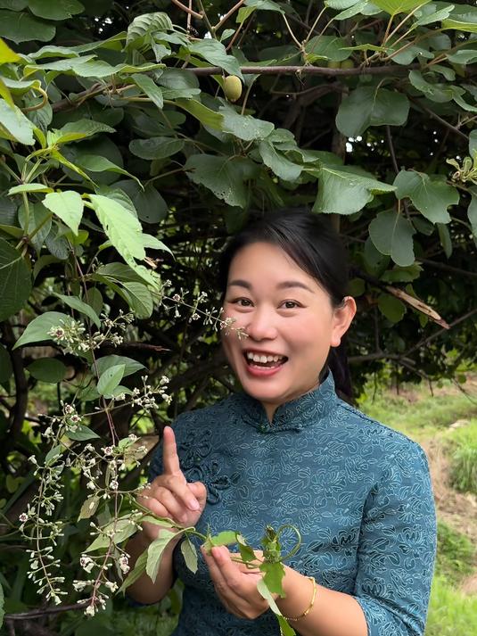 鸡屎藤，一味臭名远扬的良药 为什么鸡屎藤这么臭却有人抢着吃？