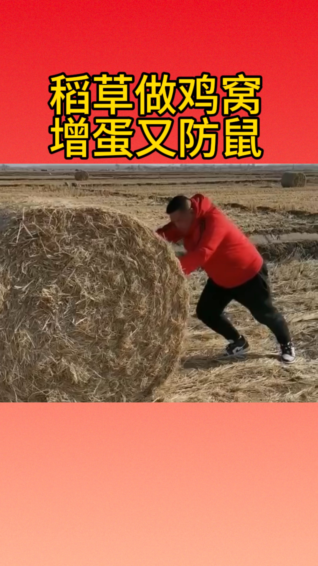 稻草做鸡窝,增蛋又防鼠