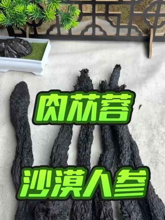 肉苁蓉,一种比较名贵的植物中药材