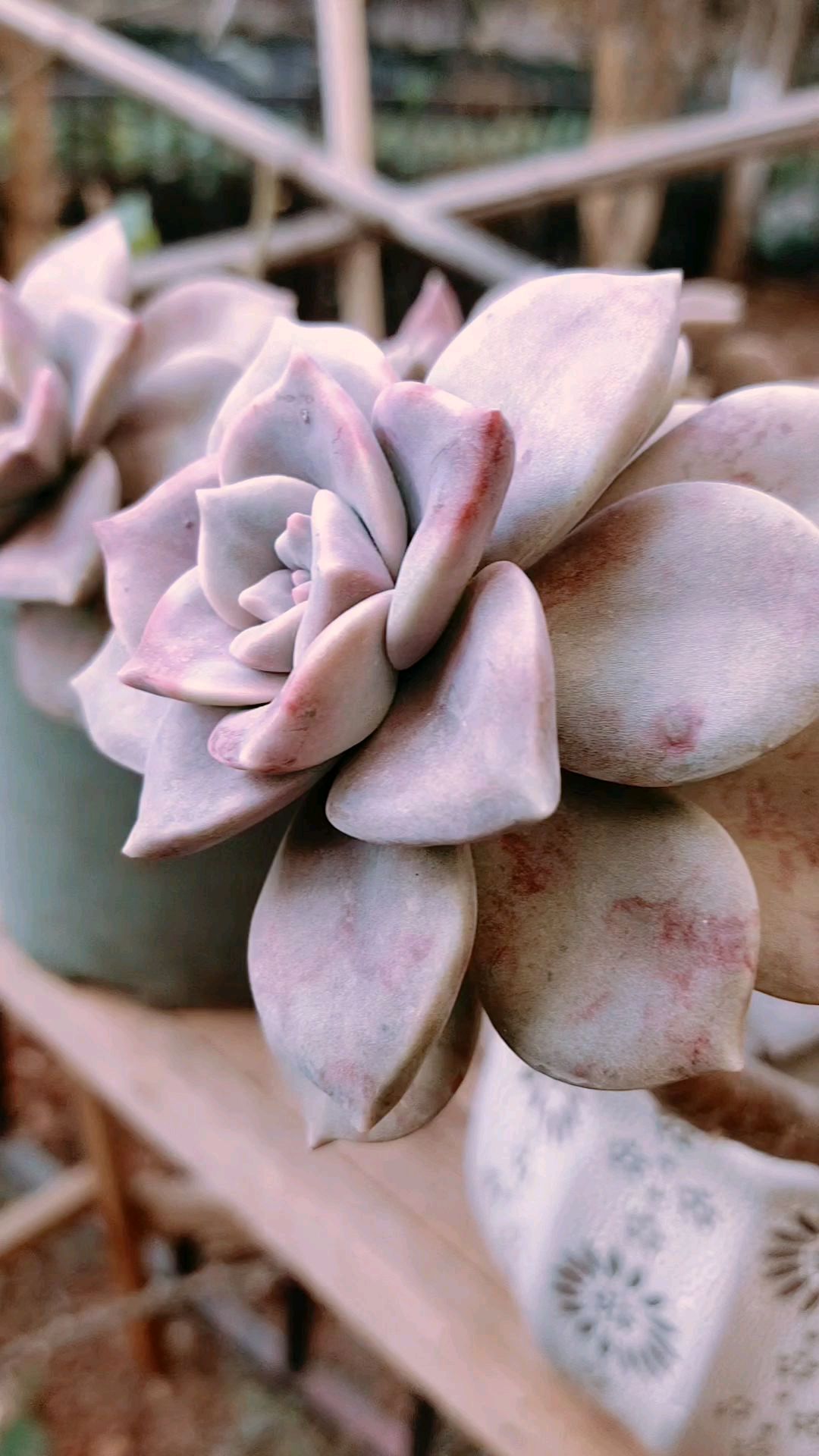 没有比紫乐更好养的多肉了,冬天不怕冻死,夏天不怕热死