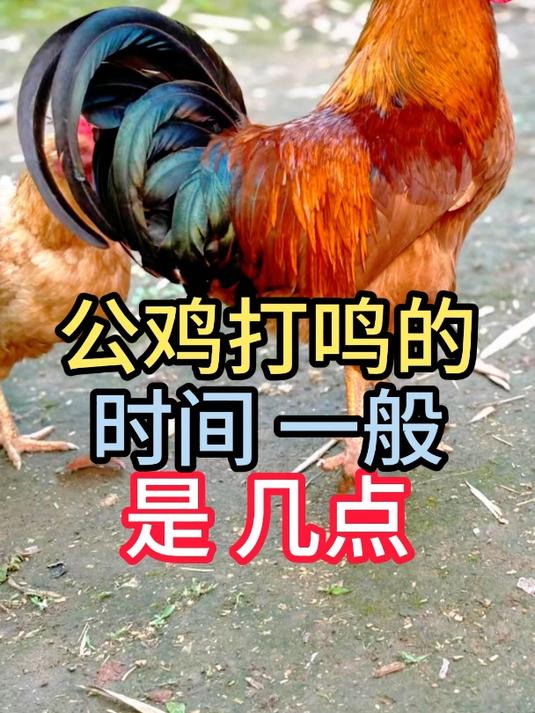 公鸡打鸣的时间一般是几点