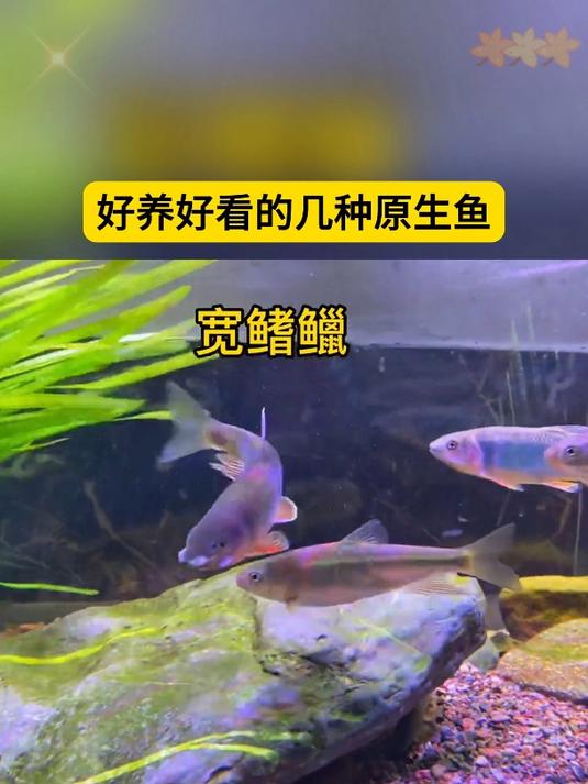 好养又好看,还不死的几种冷水鱼,新手鱼友必看!