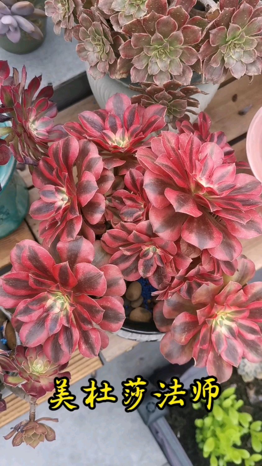 养一颗美杜莎法师吧!它是一束不凋谢的花