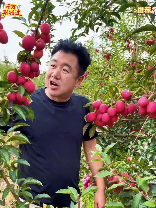 鸡心果东北人的快乐来啦嘎嘎甜嘎嘎脆还会吃到溏心口感特别好