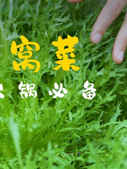 冬种夏收生菜嫩,鸡汤涮牛肉,苦中带香,暖身下饭