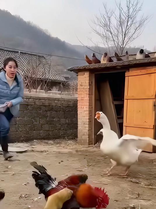 院儿鸡鸭缠一团，姑娘拿铲劝这乱仗真闹腾
