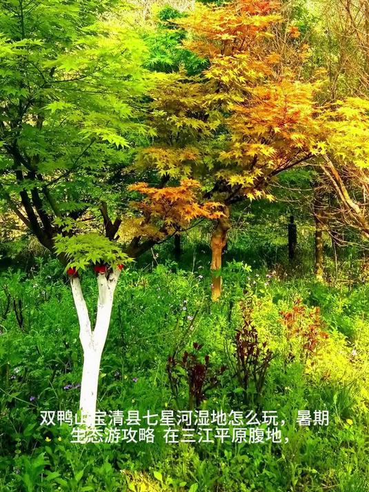 双鸭山宝清县七星河湿地怎么玩，暑期生态游攻略