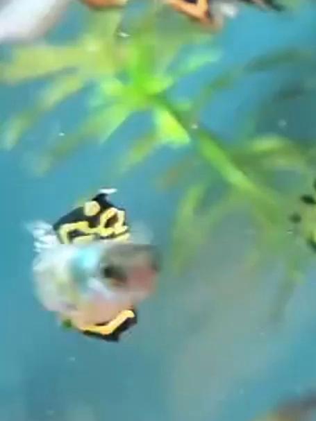 孔雀鱼剪尾后能重生?几天就长新尾!快看