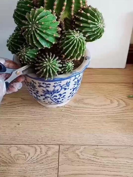 仙人球的繁殖方法,操作简单