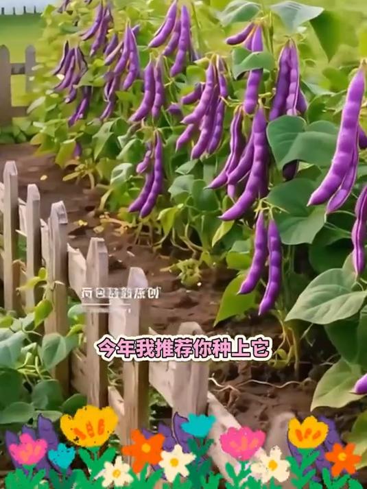 阳台党必种蔬菜！紫红豆角爬藤开花超美，摘下来炒菜香甜又营养