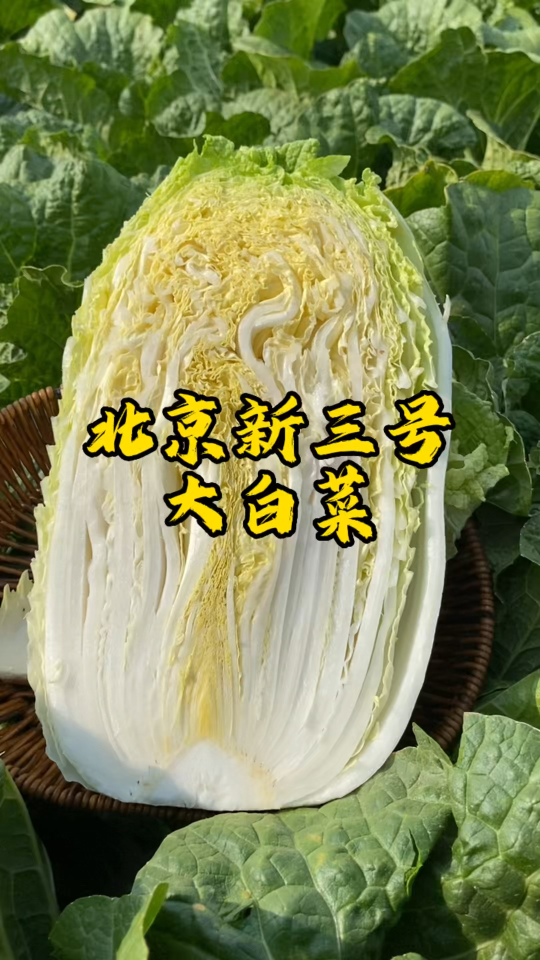 北京新三号大白菜,老百姓最认可的一款大白菜