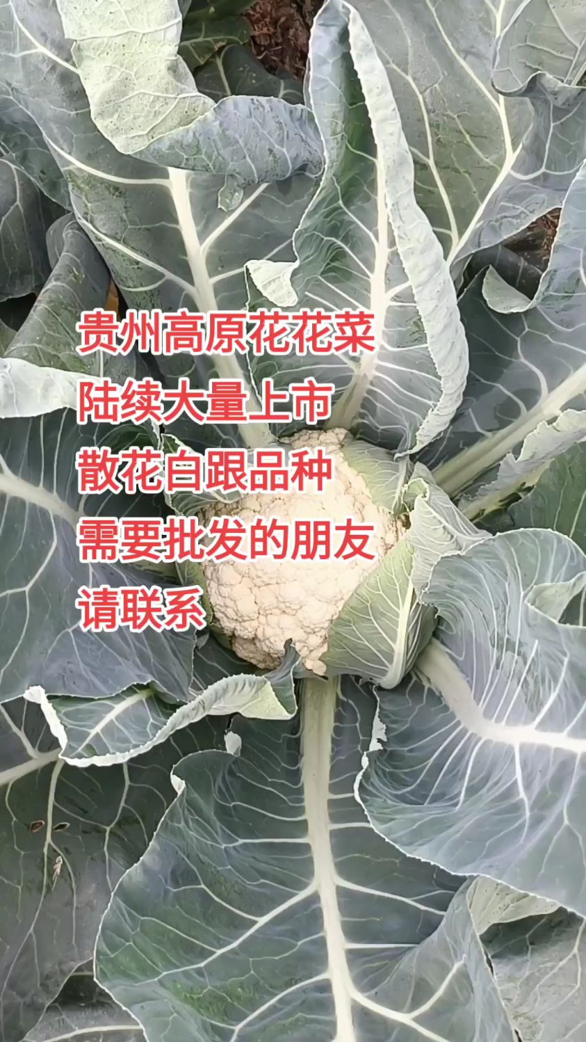 贵州高原花花菜,陆续大量上市,散花白根品种,需要批发的朋友请联系#纯天然绿色蔬菜