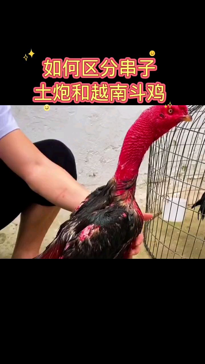 如何区分串子土炮和越南斗鸡