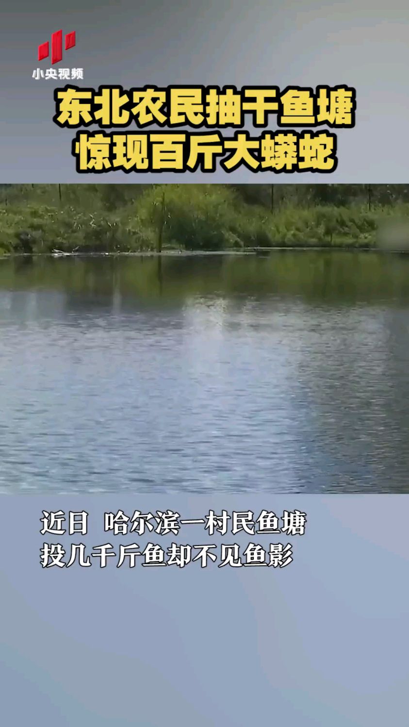 投三四千斤鱼不见鱼影 东北农民抽干鱼塘惊现百斤大蟒蛇