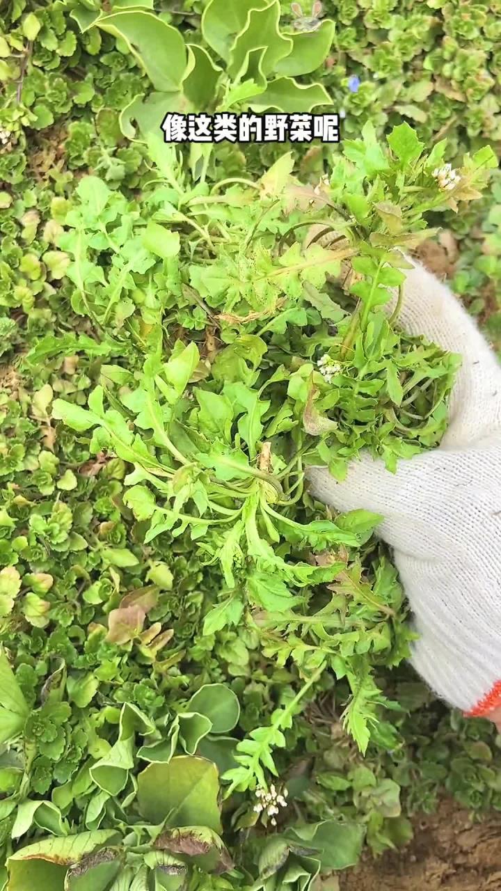 荠菜保存方法 建议收藏 放上一年也会很鲜嫩 可以做很多美