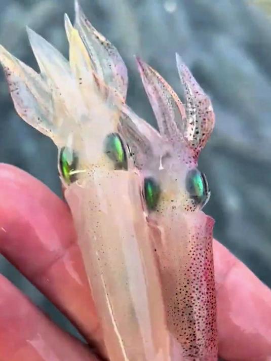 分享科普12种奇形怪状的鱿鱼，你吃过几种？海洋生物 鱿鱼