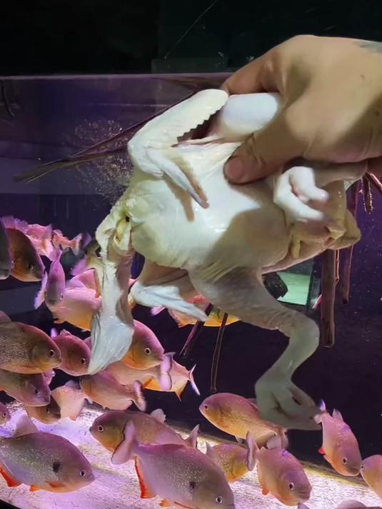 大吉大利,食人鱼又开荤了,表演十秒一只鸡!