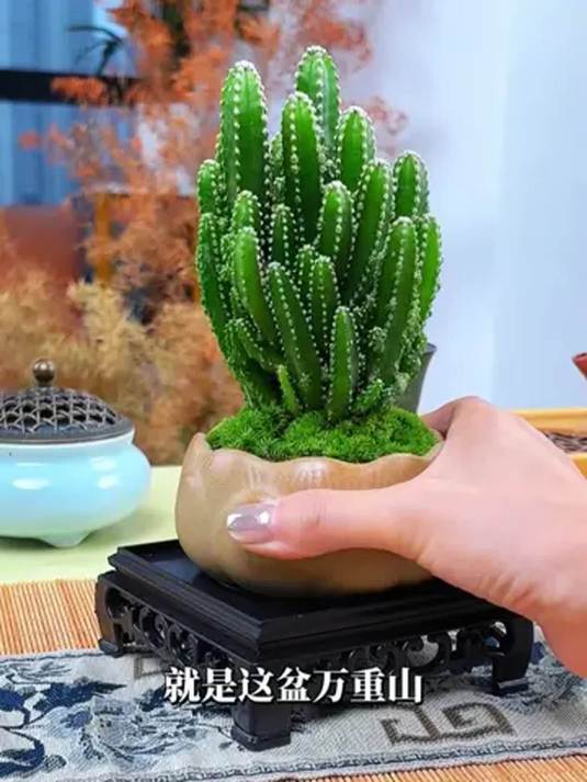 这盆万重山,让我直呼绝绝子!多肉绿植超惊艳
