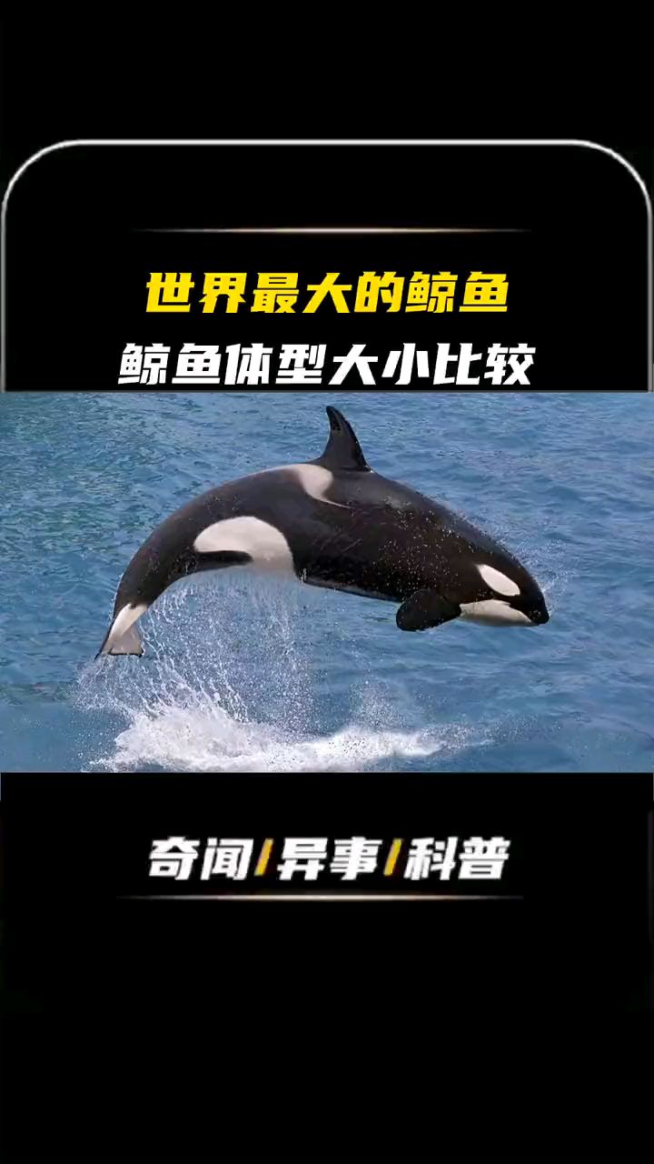 鲸鱼大小比较