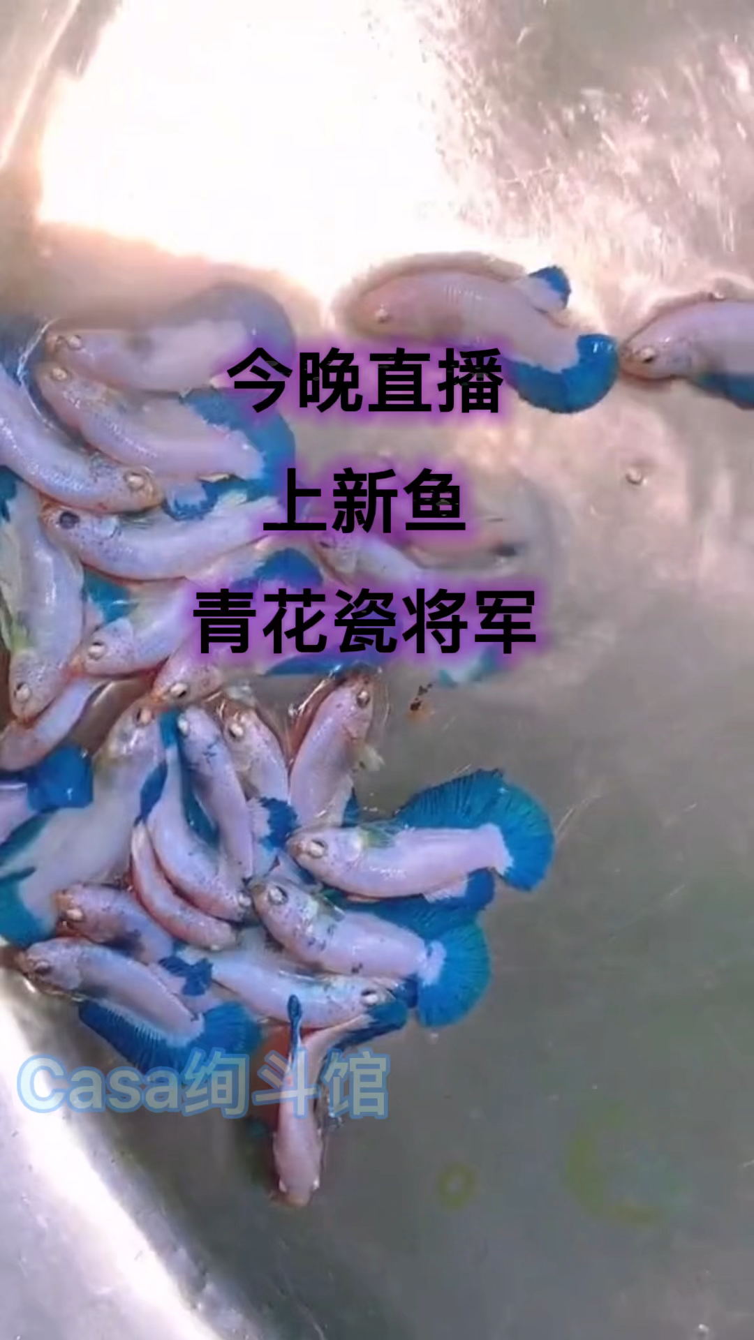 泰国斗鱼青花瓷将军