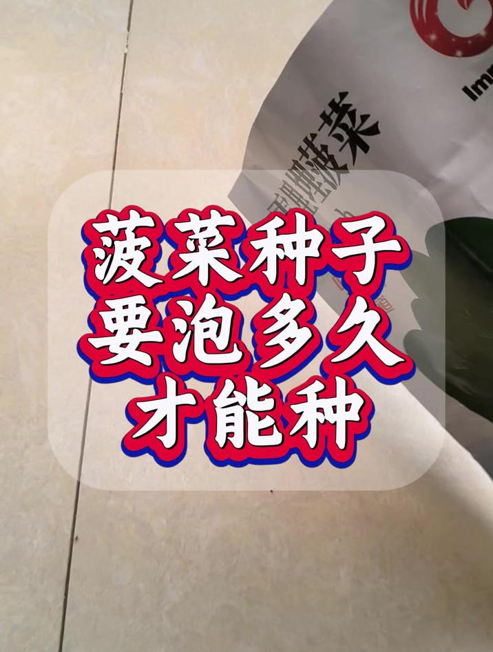 菠菜种子泡多久才能种