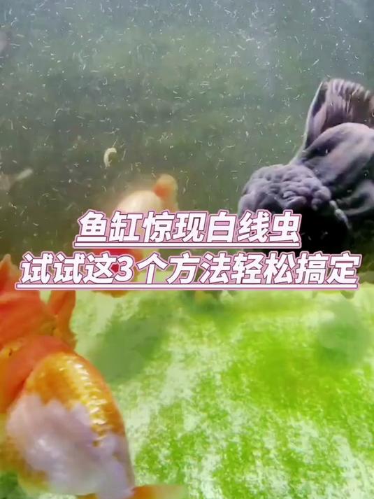 鱼缸蛋白虫泛滥？3招教你轻松解决不再愁！