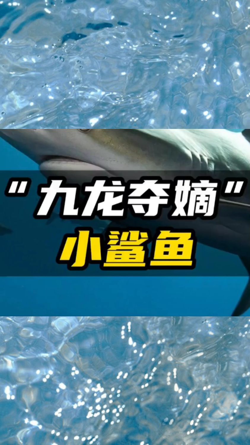 鲨鱼的恐怖之处