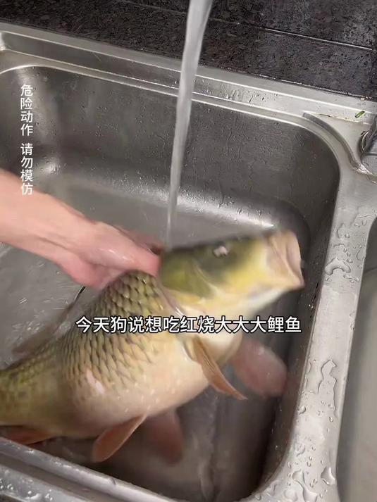 红烧大鲤鱼鲜香又美味,鱼籽还能做个辣椒烧鱼籽特别香