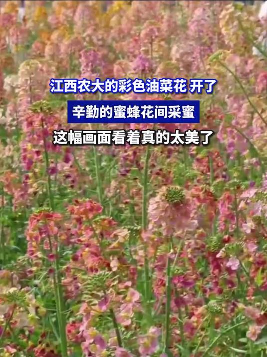 江西农大的彩色油菜花 开了,辛勤的蜜蜂在花间采蜜,这幅画面看着真的太美了