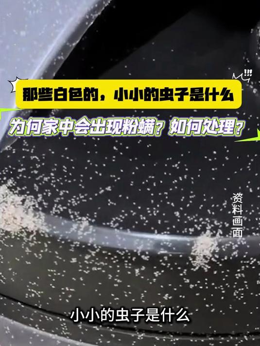 那些白色的,小小的虫子是什么?为何家中会出现粉螨?如何处理?