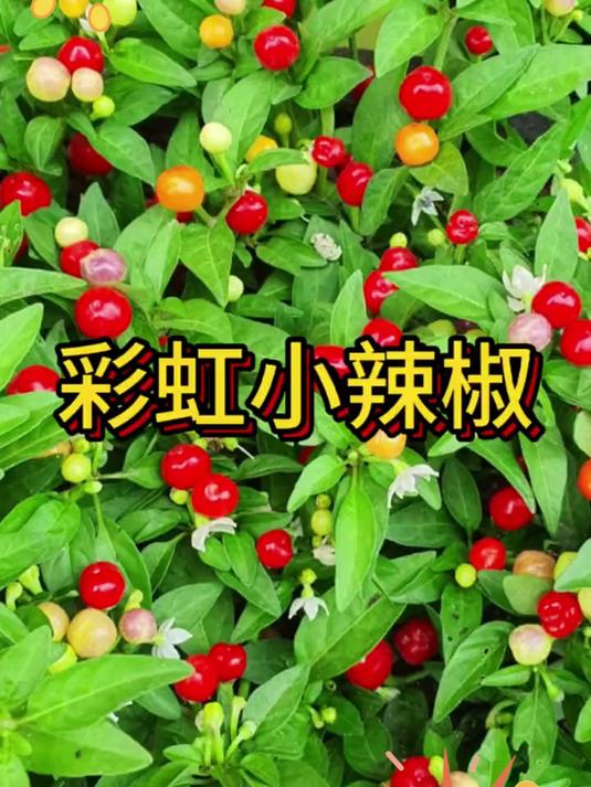 七彩椒带果盆栽四季开花,是观赏化也是蔬菜